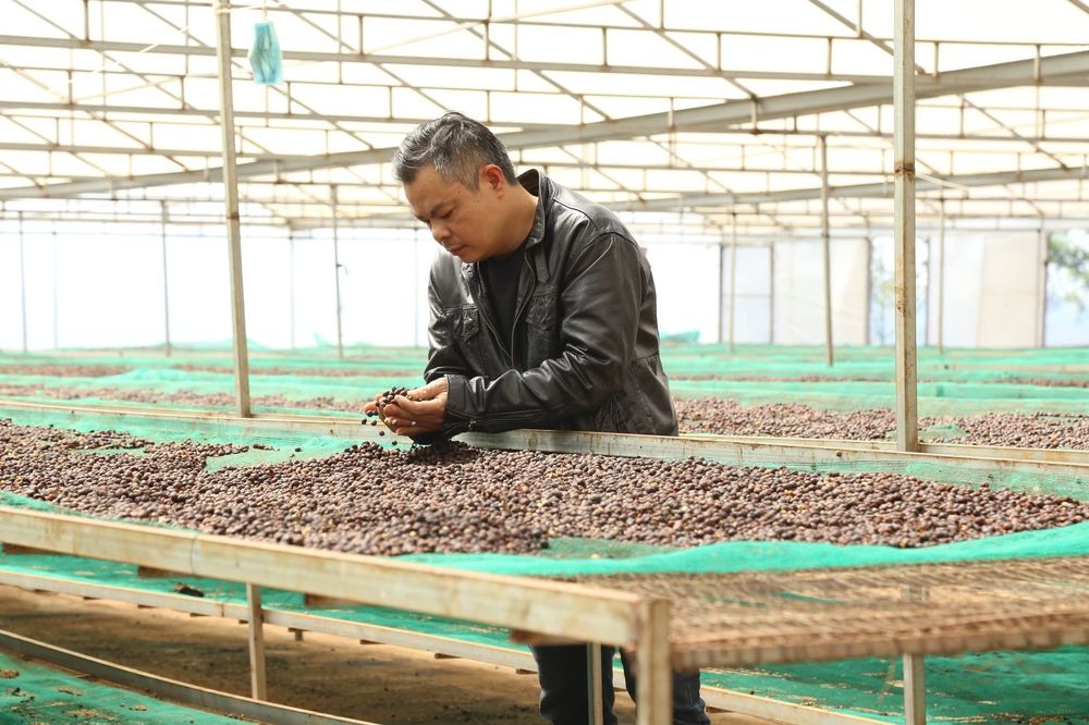 Kiểm tra trái cà phê chín đang phơi trên giàn lưới trong nhà kính